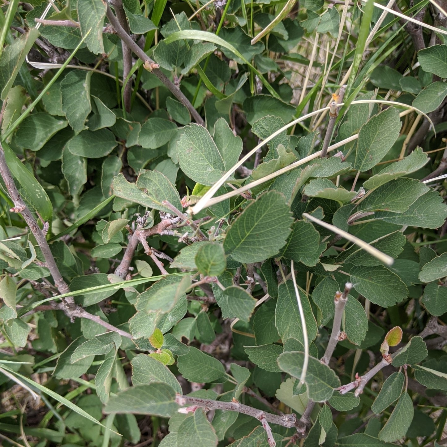 Utah Serviceberry