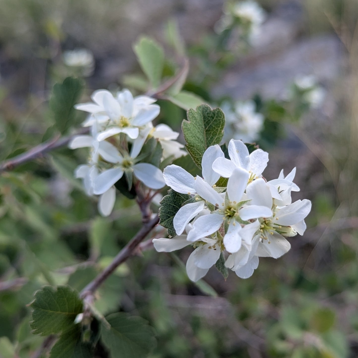 Utah Serviceberry
