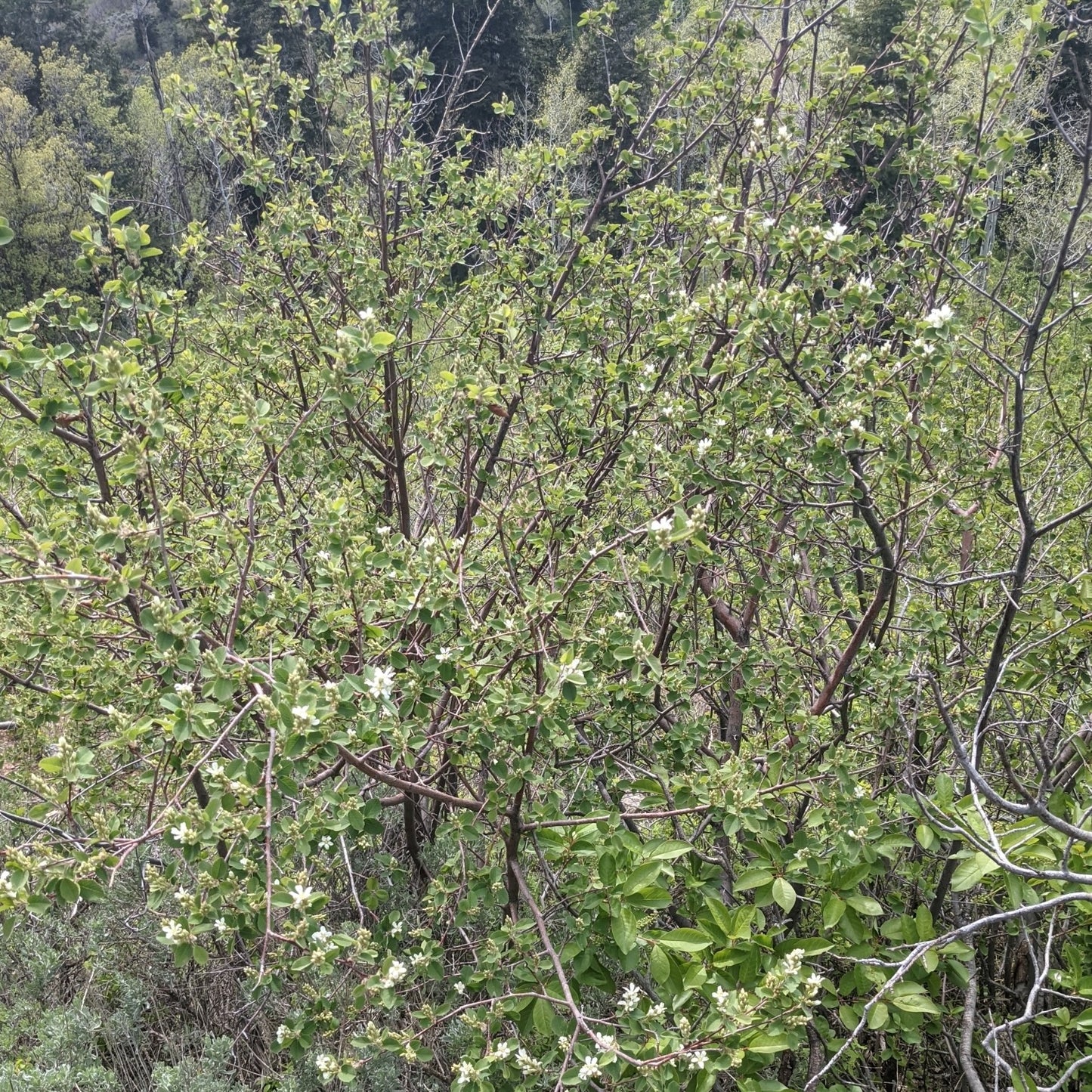 Utah Serviceberry