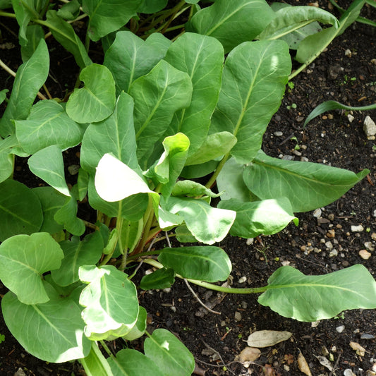 Yerba Mansa