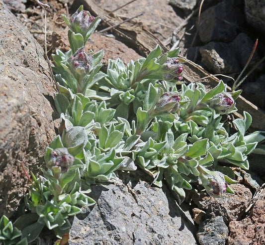 Littleleaf Pussytoes