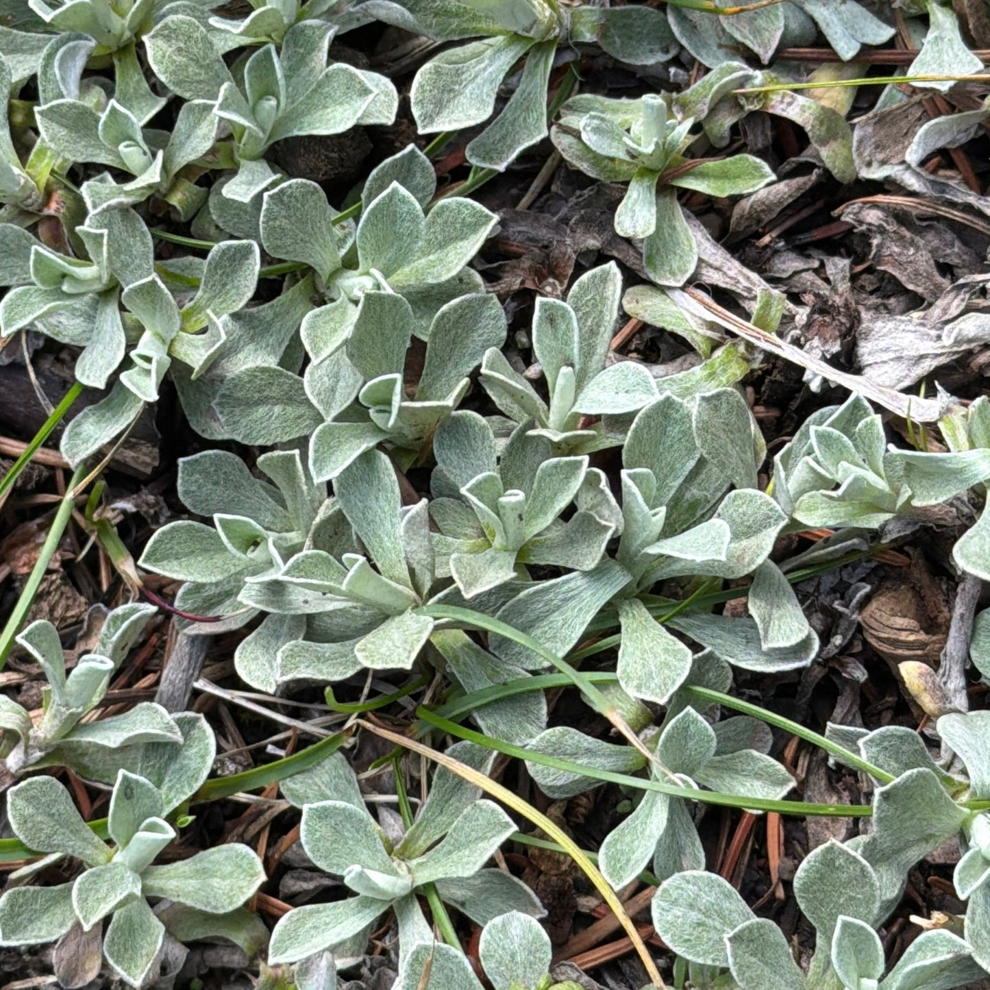 Dwarf Pussytoes ‘McClintock'