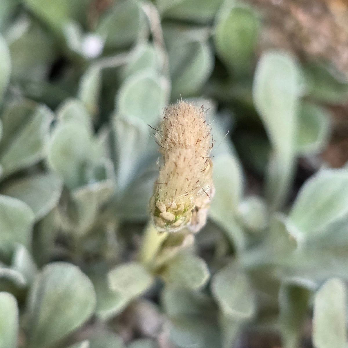 Dwarf Pussytoes ‘McClintock'