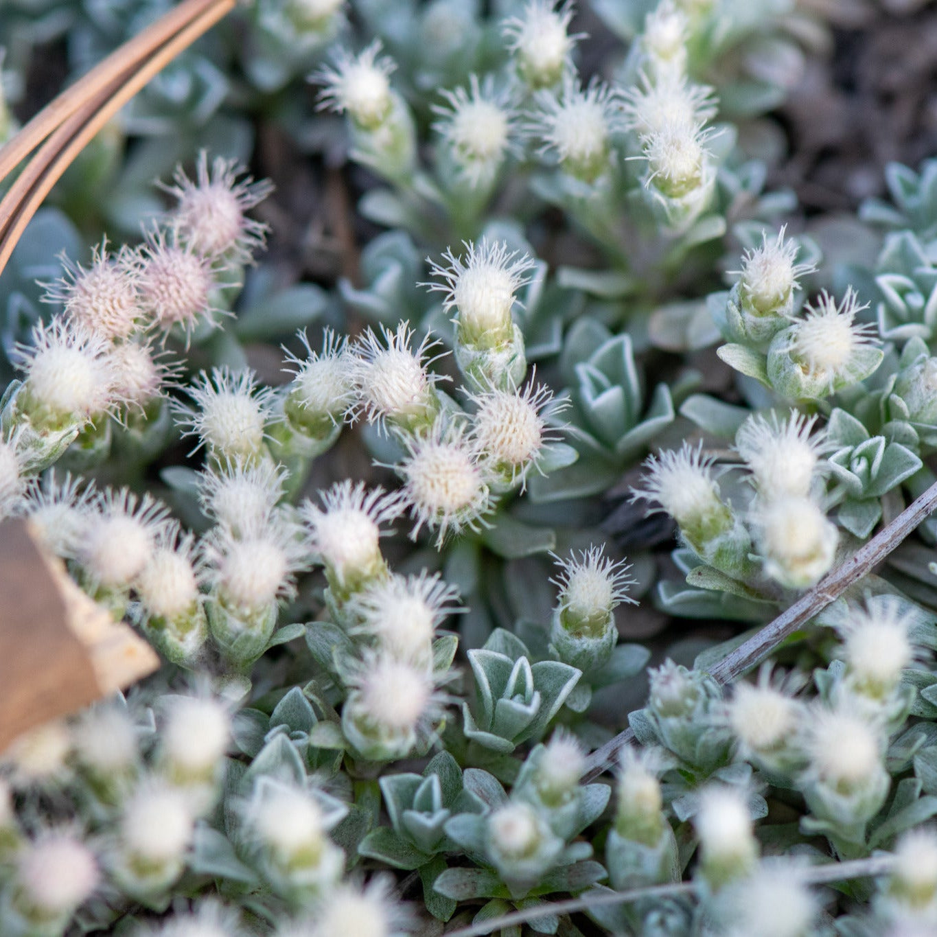 Dwarf Pussytoes ‘McClintock'