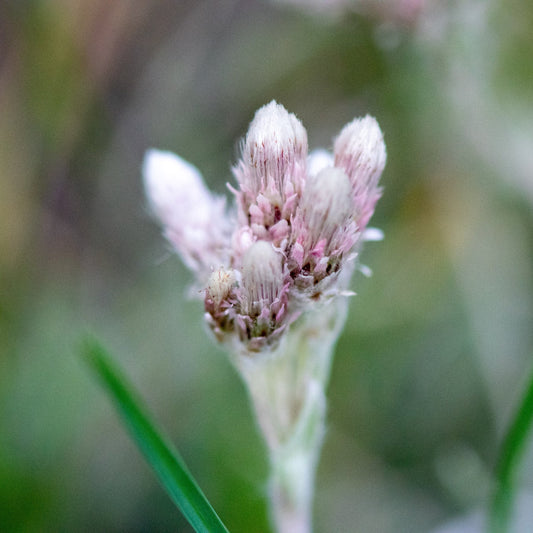Dwarf Pussytoes ‘McClintock'