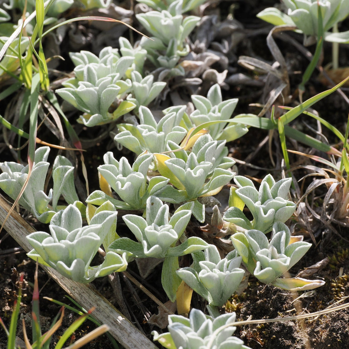 Dwarf Pussytoes ‘McClintock'