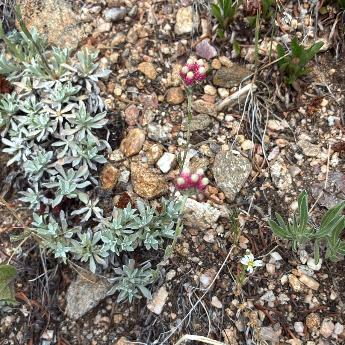 Rosy Pussytoes