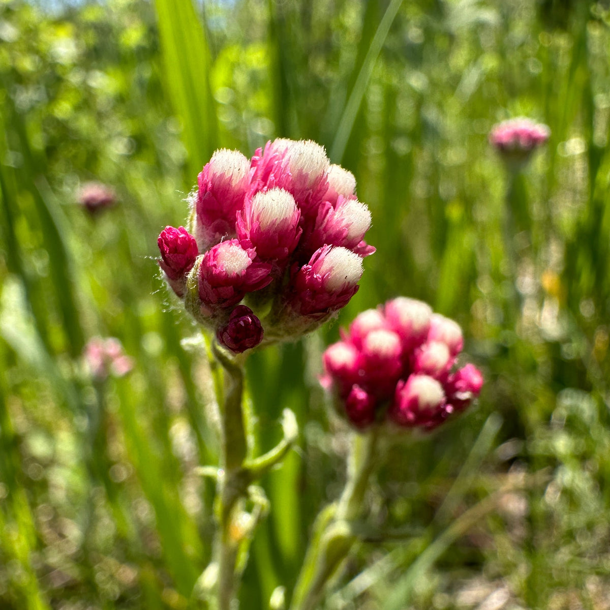 Rosy Pussytoes