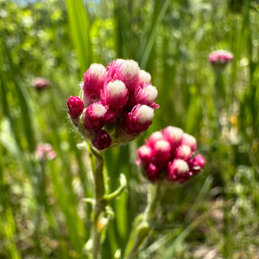Rosy Pussytoes