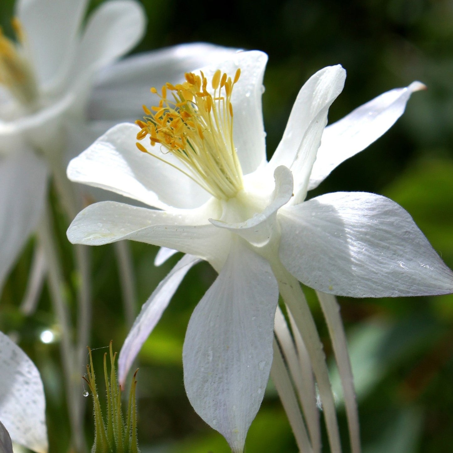 White Rocky Mountain Columbine