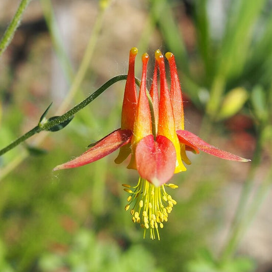 Arizona Columbine