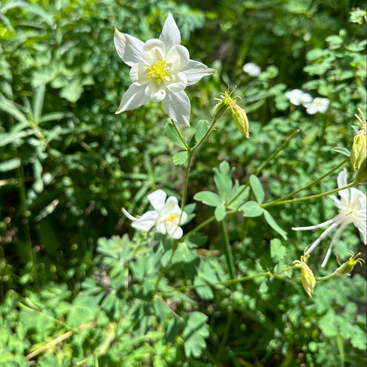 White Rocky Mountain Columbine