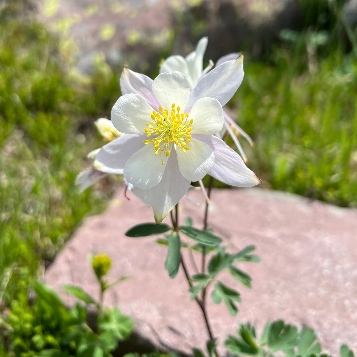 White Rocky Mountain Columbine