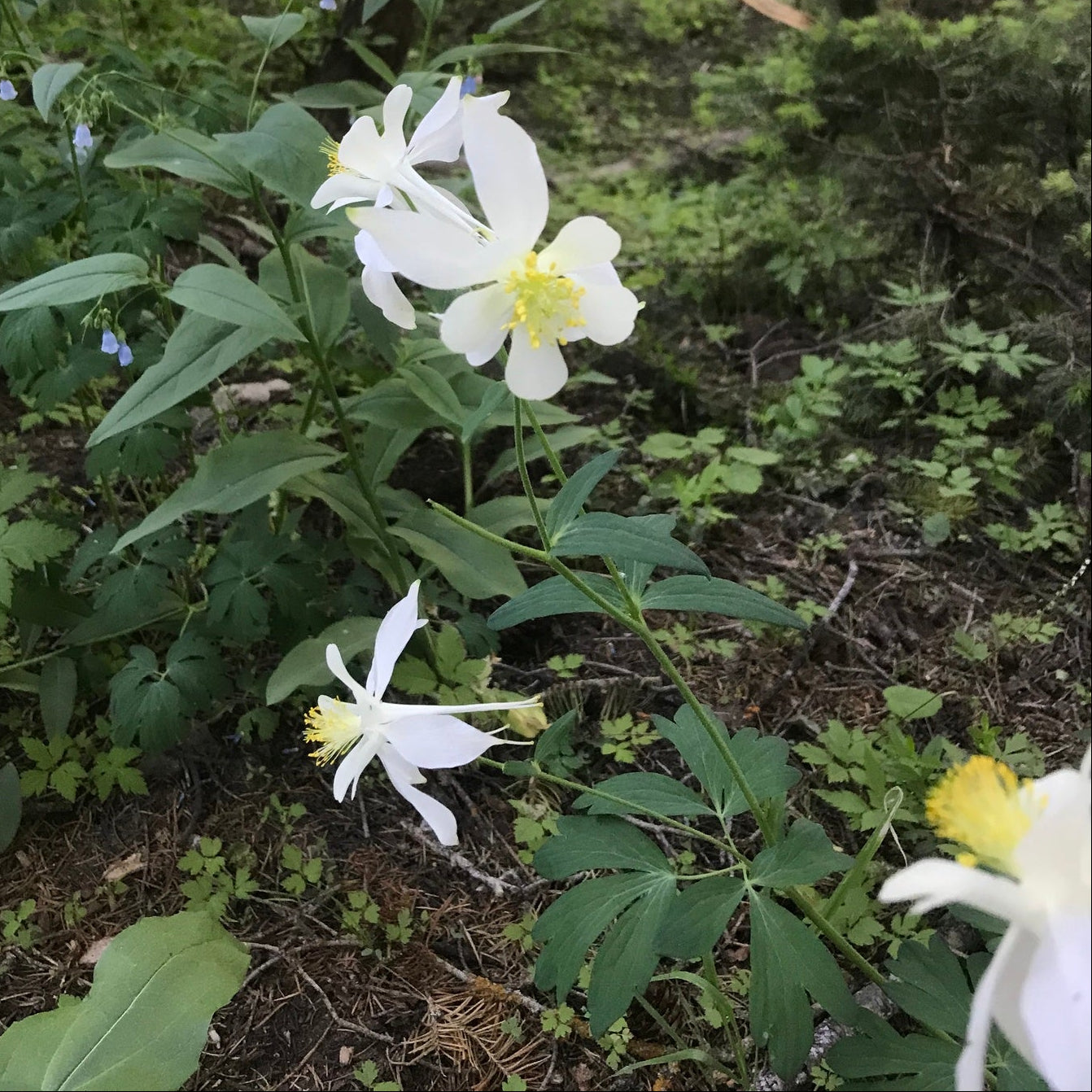 White Rocky Mountain Columbine