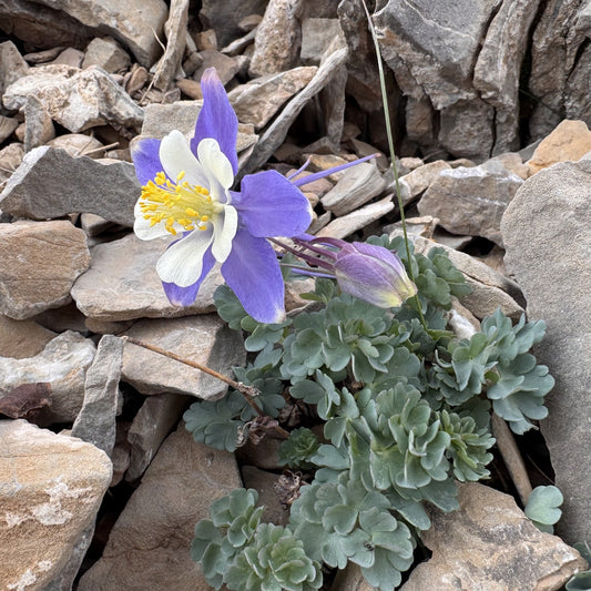 Utah Columbine