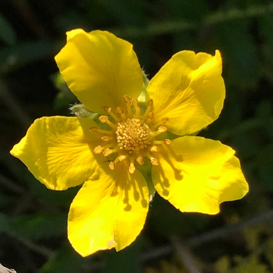 Silverweed Cinquefoil
