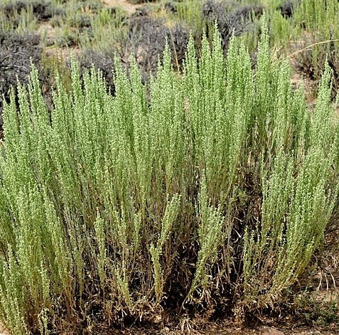 Wyoming Big Sagebrush Artemisia tridentata ssp. wyomingensis