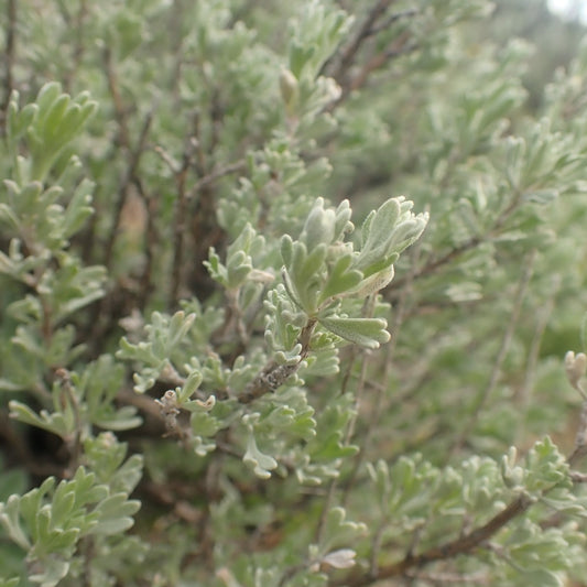 Low Sagebrush
