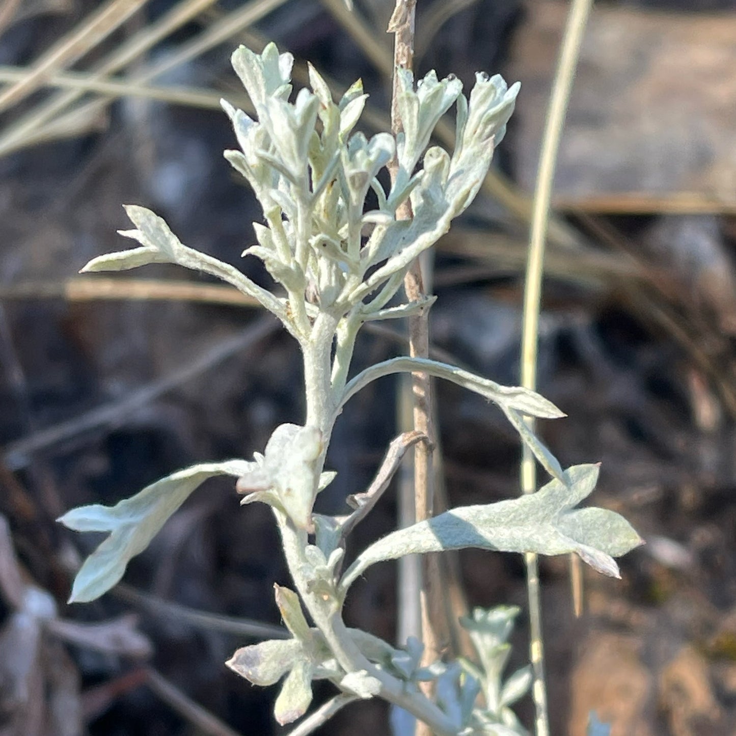White Sagebrush
