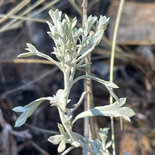 White Sagebrush