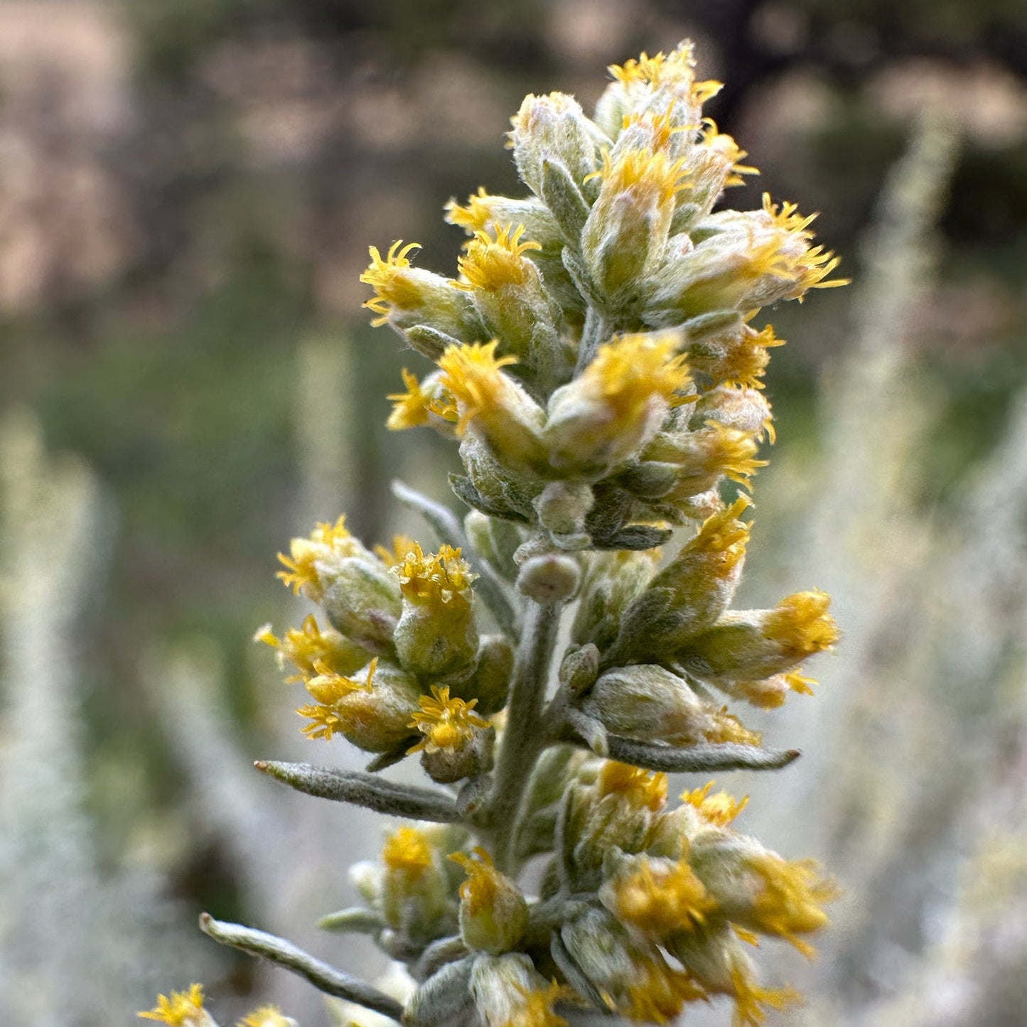 White Sagebrush