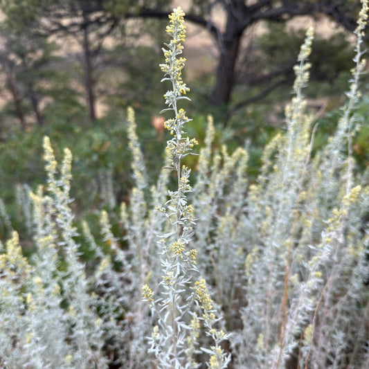 White Sagebrush