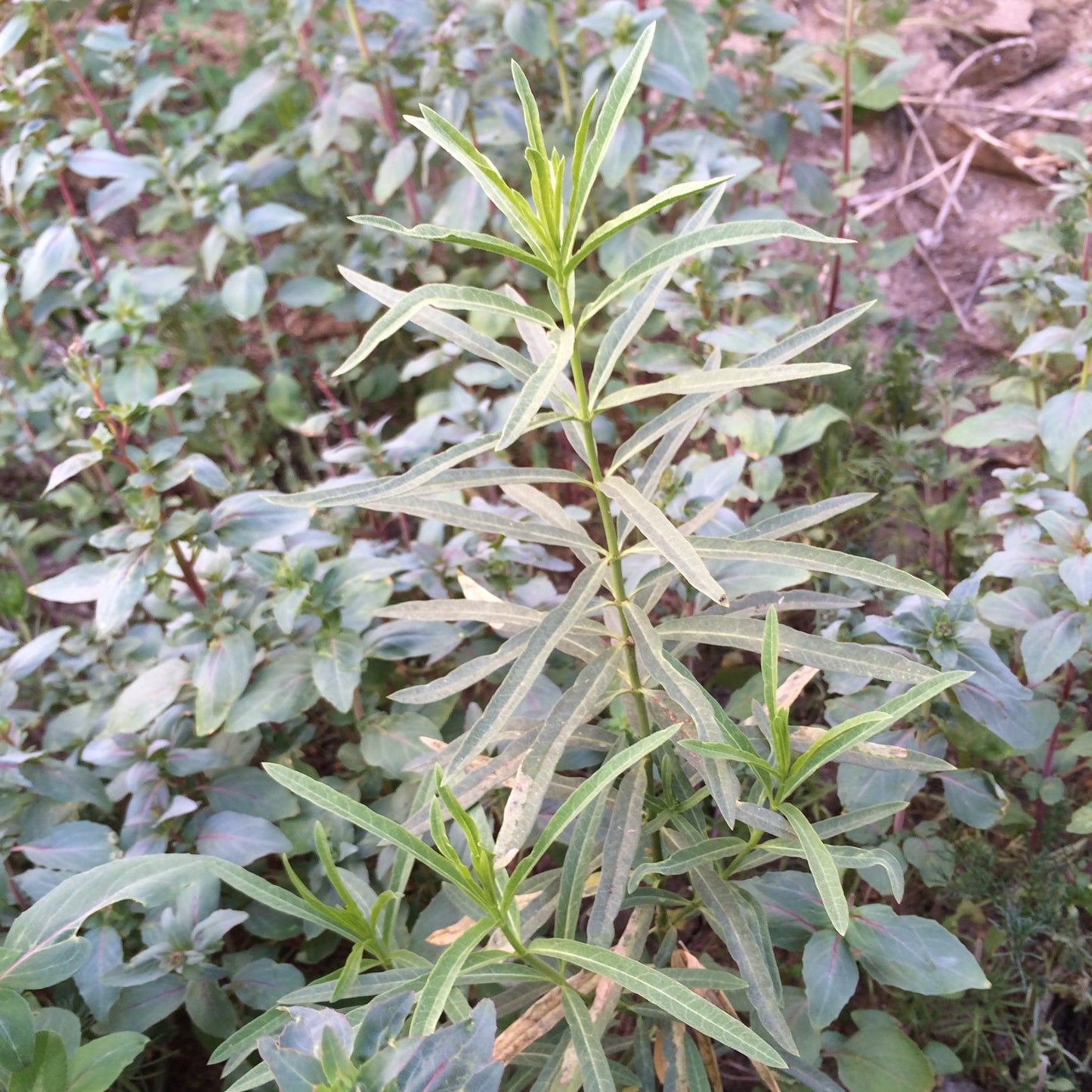 Narrowleaf Milkweed