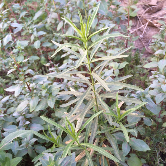 Narrowleaf Milkweed