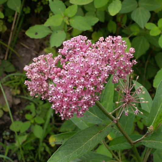 Swamp Milkweed