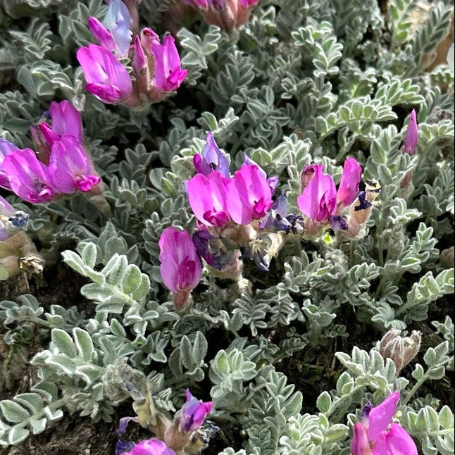 Utah Milkvetch