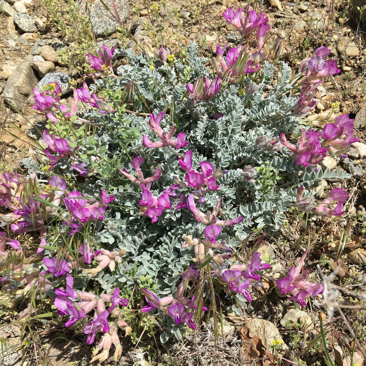 Utah Milkvetch