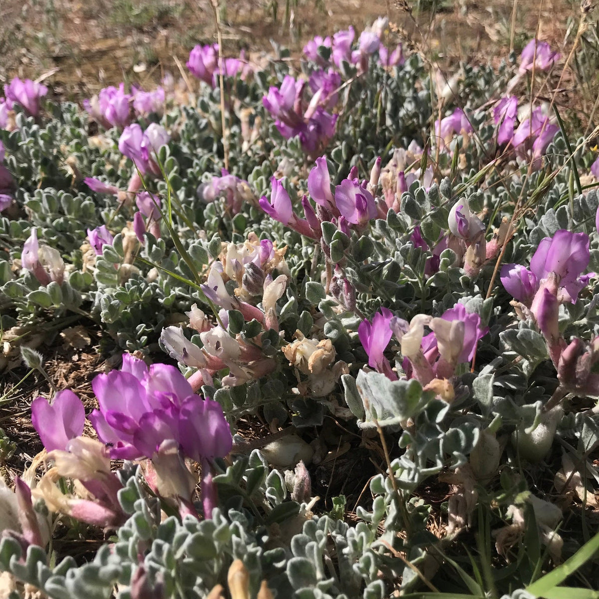 Utah Milkvetch