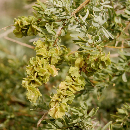 Fourwing Saltbush