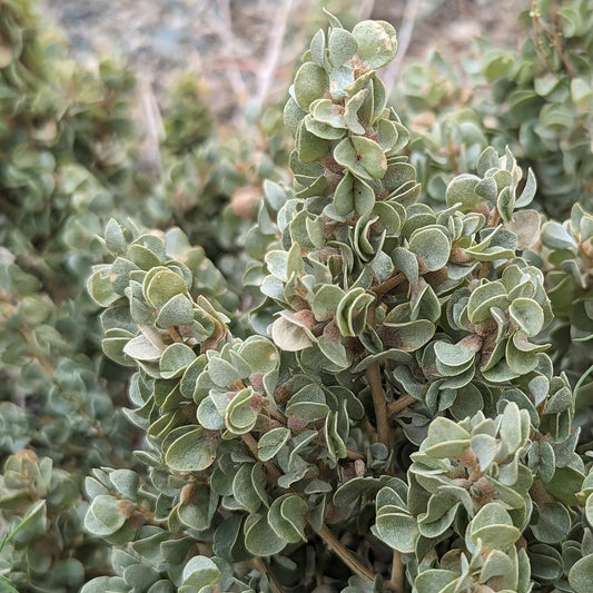Shadscale Saltbush