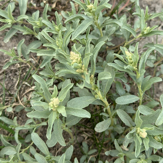 Gardner’s Saltbush