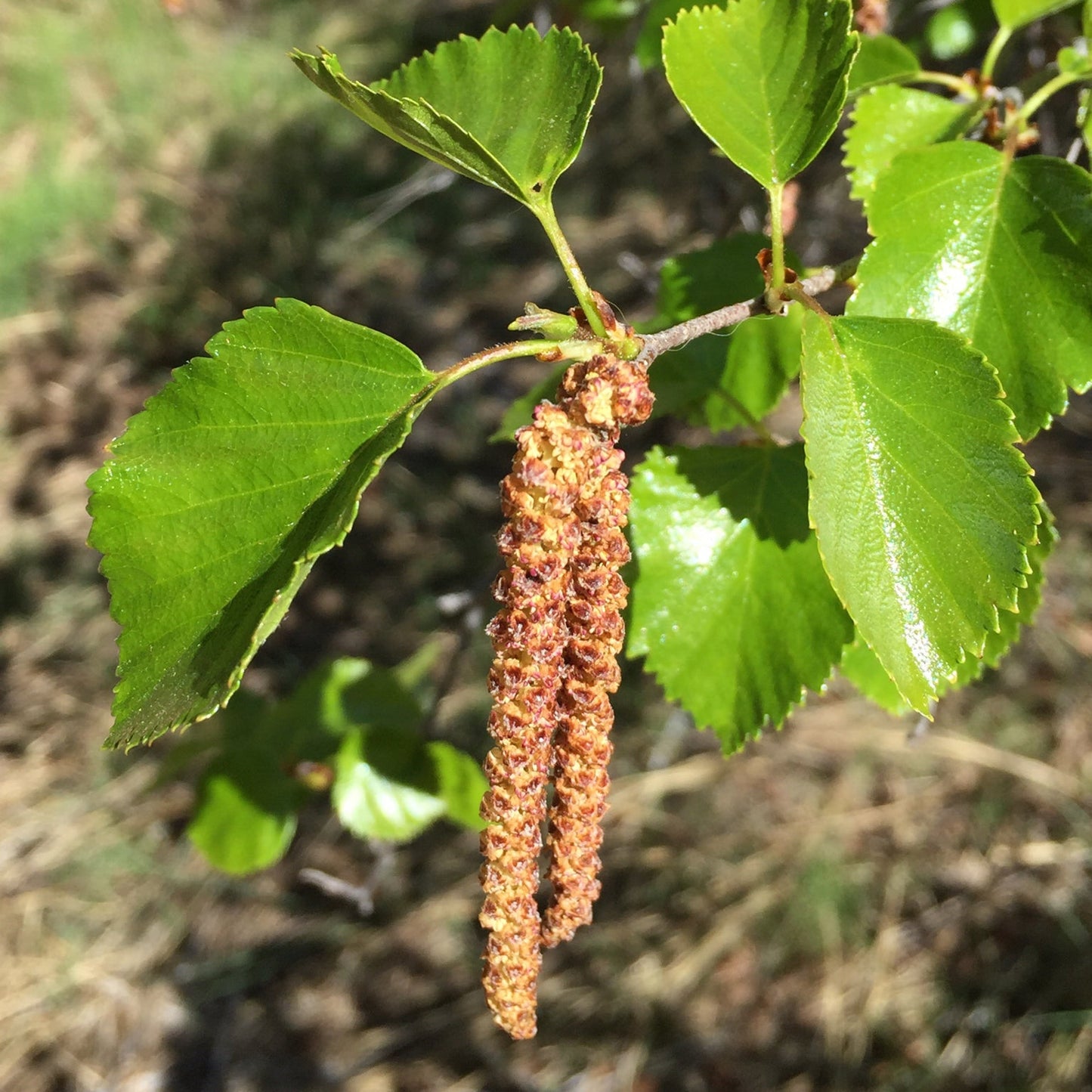 Western Water Birch