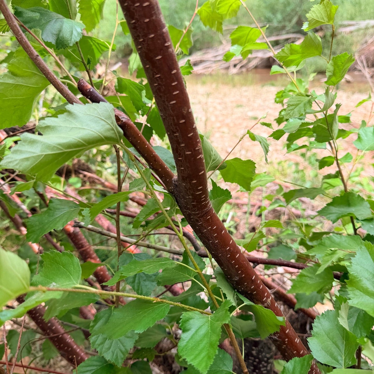 Western Water Birch