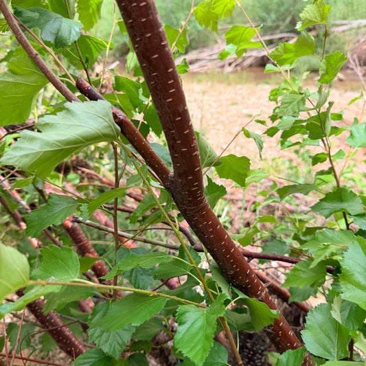 Western Water Birch