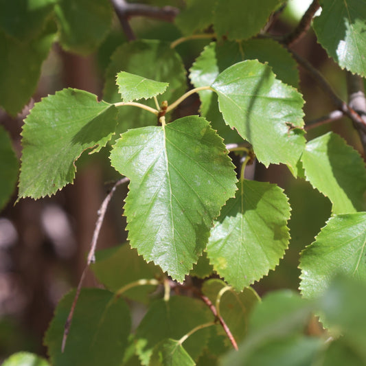 Western Water Birch