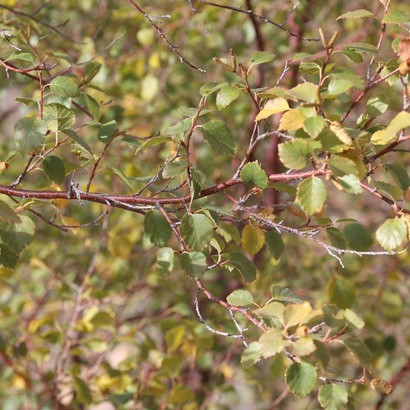 Western Water Birch