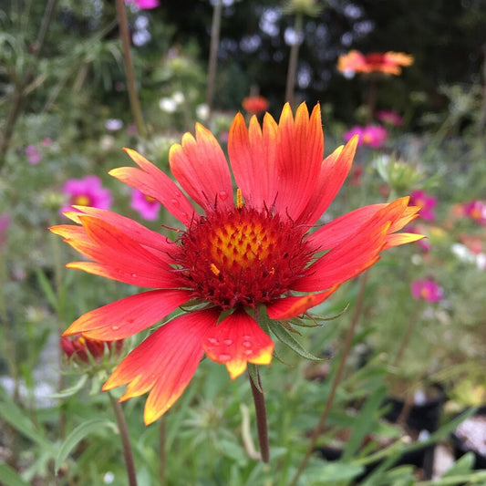 Blanketflower