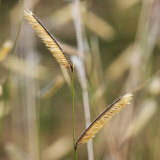 Blue Grama Grass Bouteloua gracilis seed heads