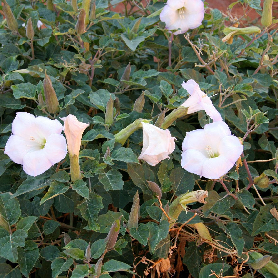 Sacred Datura