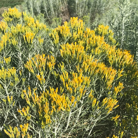 Dwarf Blue Rabbitbrush