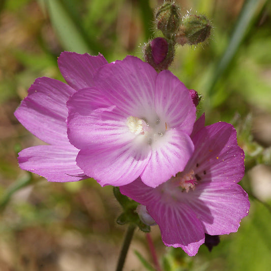Prairie Checker Mallow