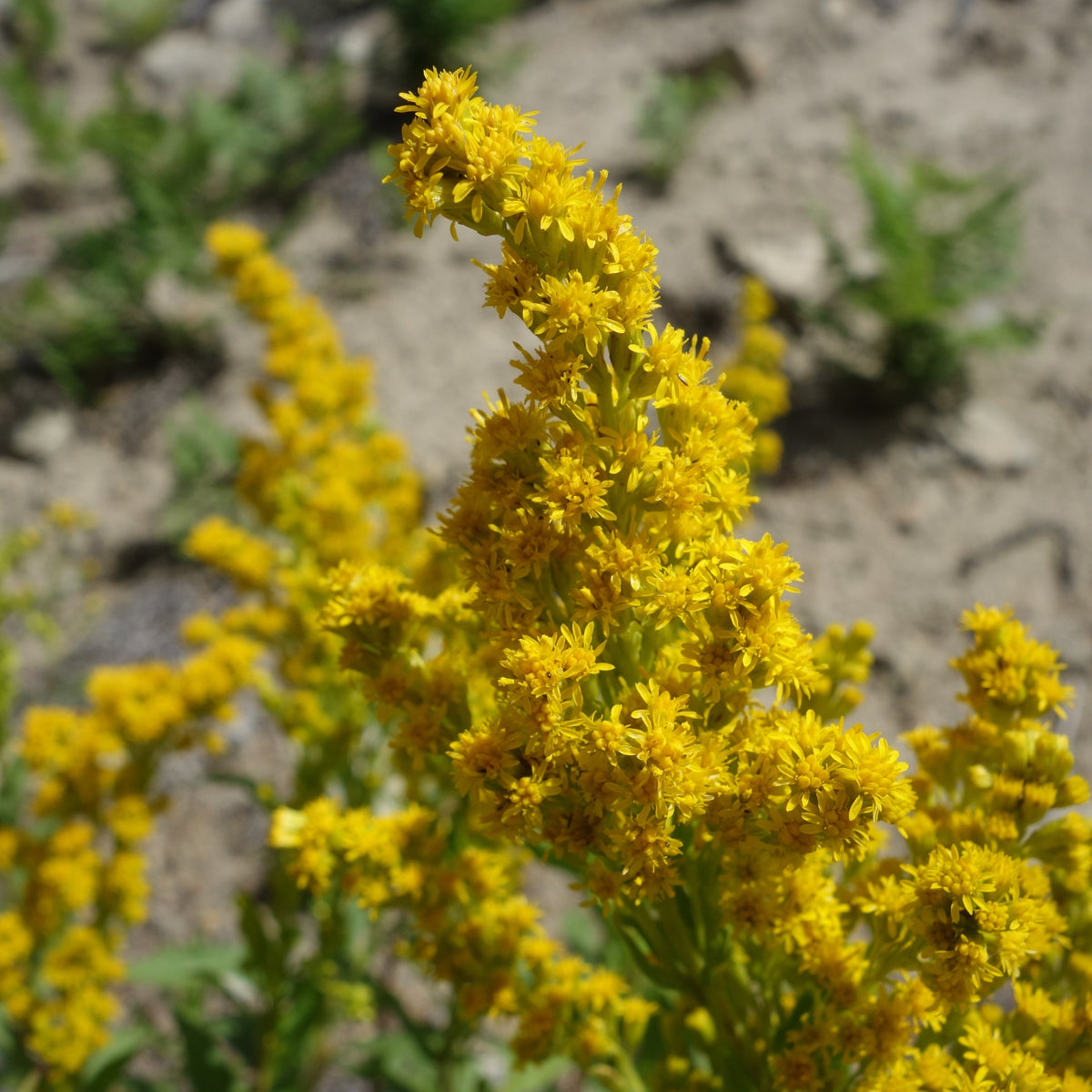 Elegant Goldenrod