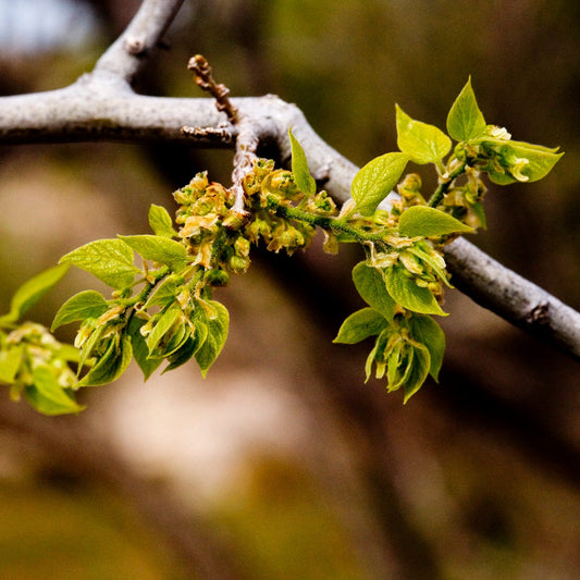 Netleaf Hackberry