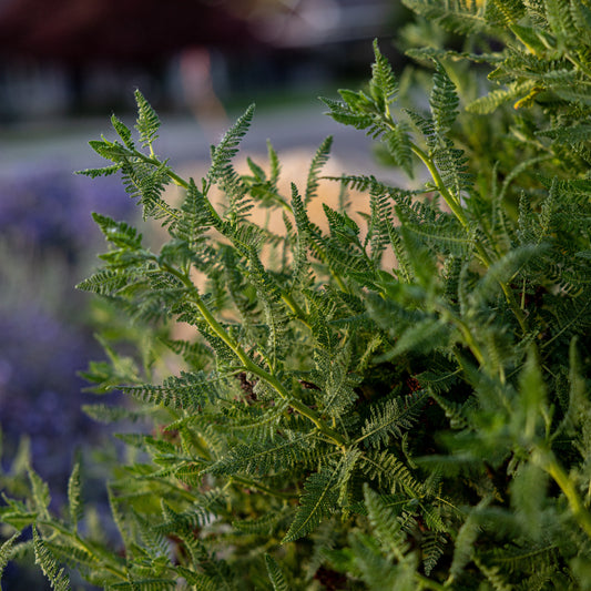 Fernbush