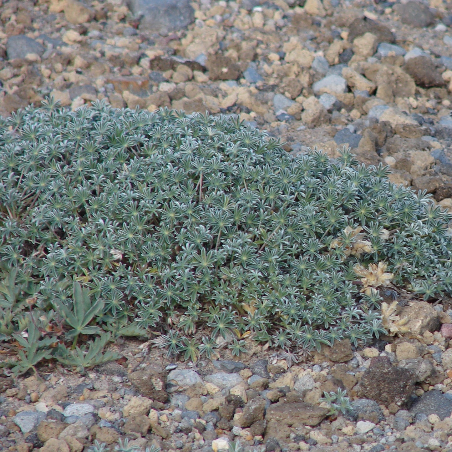 Alpine Lupine
