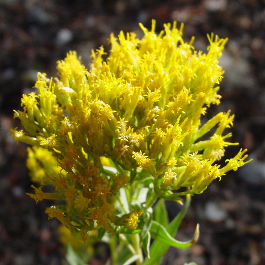 Yellow Rabbitbrush